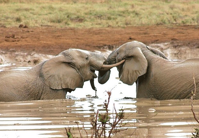 satao-safari-camp -tsavo-east-national-park-watering-hole-can-attract-up-to-1000-elephants-a-day Satao Safari Camp Tsavo East National Park