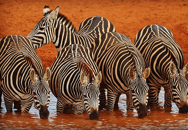 satao-safari-camp -tsavo-east-national-park-zebra-drinking-at-the-water-hole Satao Safari Camp Tsavo East National Park