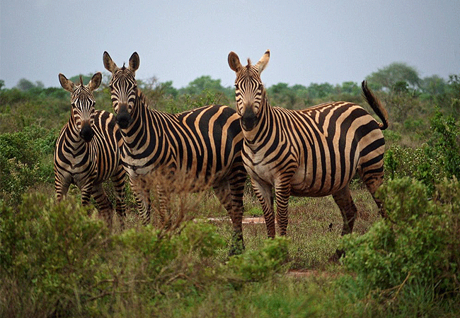 satao-safari-camp -tsavo-east-national-park-zebras Satao Safari Camp Tsavo East National Park