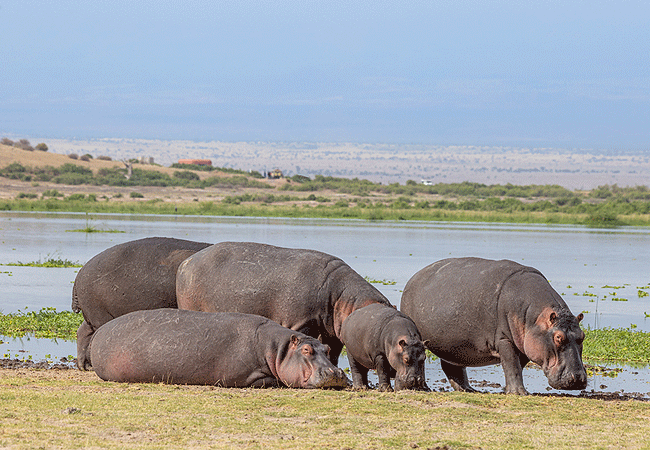 Sentrim Amboseli Lodge | Kimana Gate | Room Prices & Activities