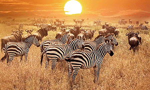 2 Days 1 Night Tanzania Safari – Serengeti National Park (Driving) From Mwanza City