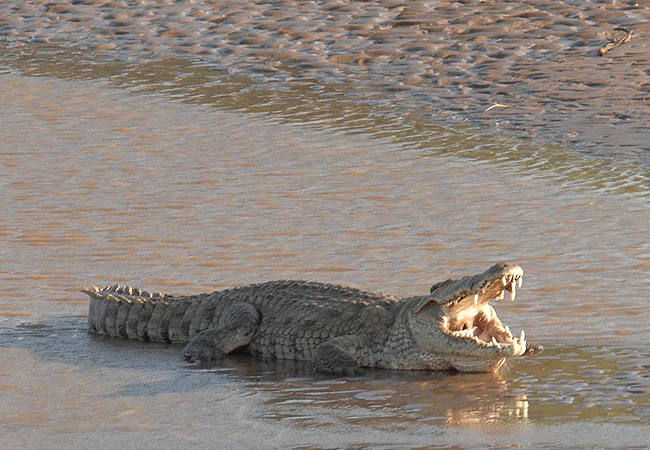 shoroa-river-camp-tsavo-east-national-park-crocodile-by-the-galana-river Shoroa River Camp Tsavo East National Park Kenya
