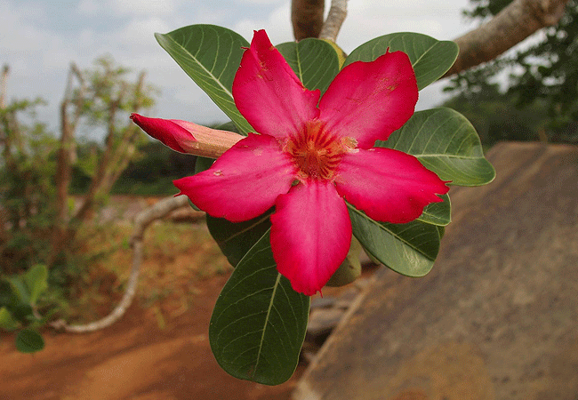 shoroa-river-camp-tsavo-east-national-park-dessert-rose Shoroa River Camp Tsavo East National Park Kenya