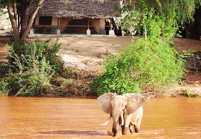 shoroa-river-camp-tsavo-east-national-park-elephant-at-camp Shoroa River Camp Tsavo East National Park Kenya