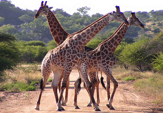 shoroa-river-camp-tsavo-east-national-park-giraffes Shoroa River Camp Tsavo East National Park Kenya