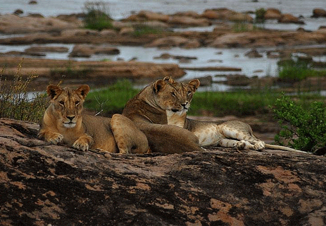 shoroa-river-camp-tsavo-east-national-park-lions-by-the-galana-river Shoroa River Camp Tsavo East National Park Kenya