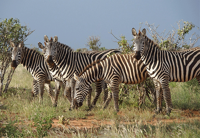 shoroa-river-camp-tsavo-east-national-park-plains-zebra Shoroa River Camp Tsavo East National Park Kenya