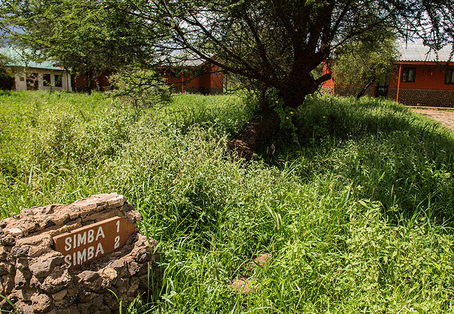 Simba Cottages Amboseli National Park