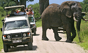 2 Days 1 Night Tanzania Safari – Tarangire National Park (Driving) From Arusha