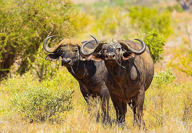 Tawi Lodge Amboseli National Park