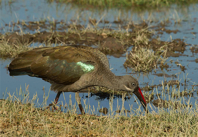 Tawi Lodge Amboseli National Park