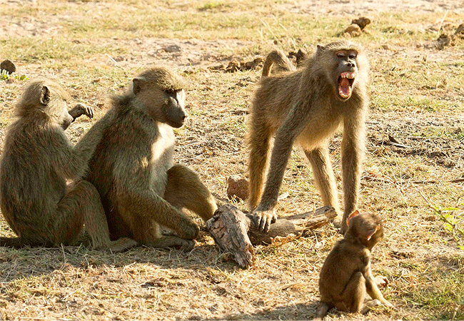 Tawi Lodge Amboseli National Park