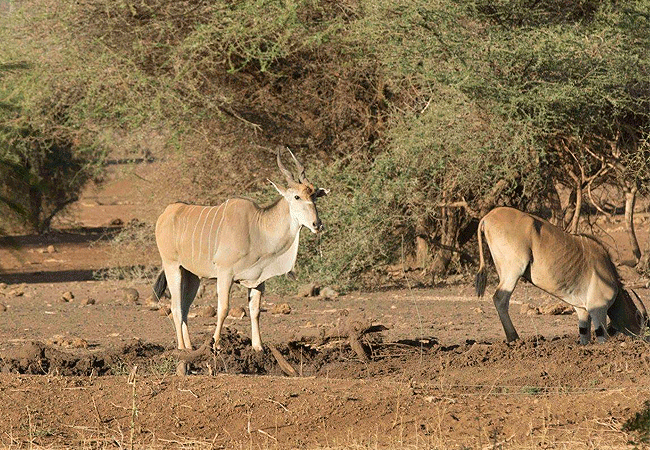 Tawi Lodge Amboseli National Park
