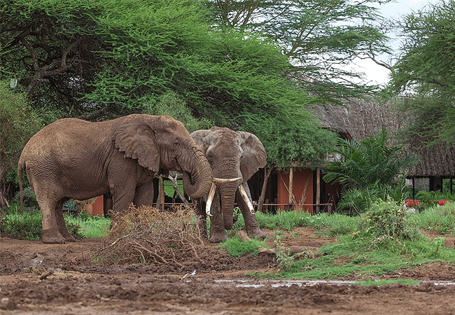 Tawi Lodge Amboseli National Park