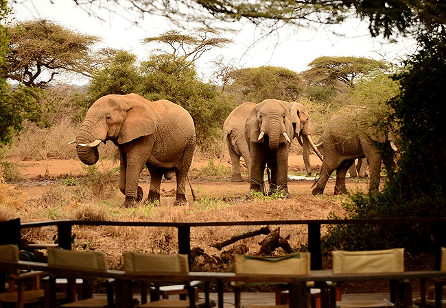 Tawi Lodge Amboseli National Park