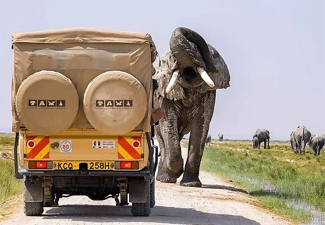 Tawi Lodge Amboseli National Park