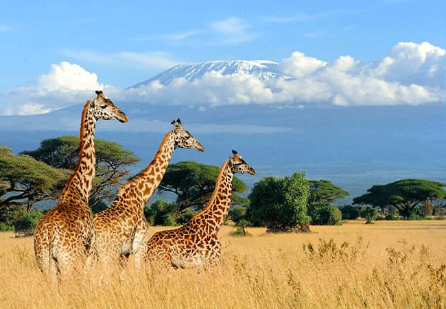 Tawi Lodge Amboseli National Park
