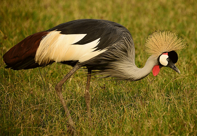 Tawi Lodge Amboseli National Park
