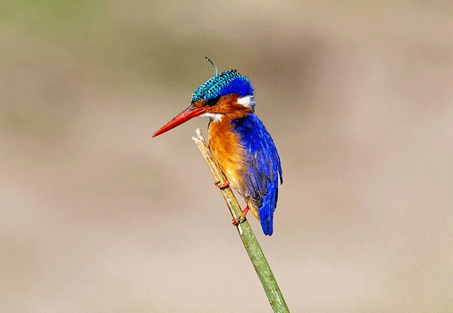 Tawi Lodge Amboseli National Park