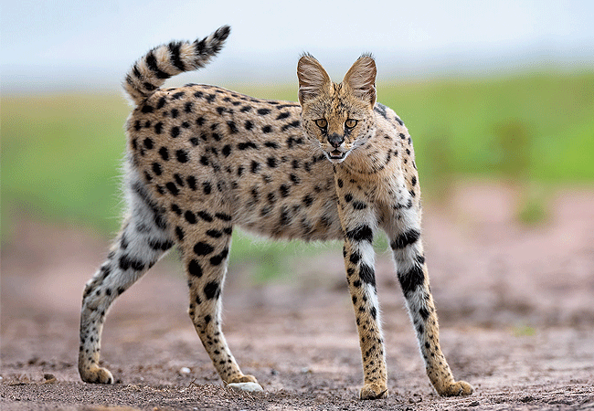 Tawi Lodge Amboseli National Park