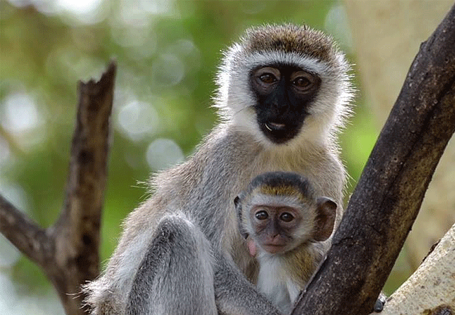 Tawi Lodge Amboseli National Park