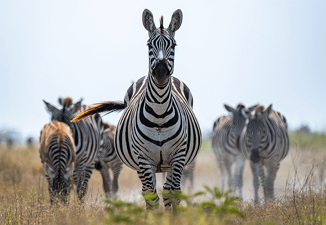 Tawi Lodge Amboseli National Park
