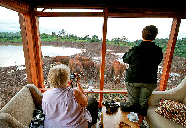 the-ark-lodge-aberdare-national-park-kenya-game-viewing 3 Days 2 Nights Ark & Aberdare Country Club Safari