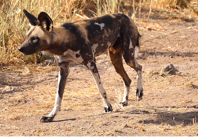 tortilis-camp-amboseli-african-wild-dog Tortilis Camp Amboseli National Park | Prices | Facilities & Activities