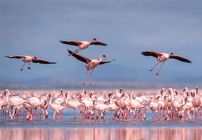 tortilis-camp-amboseli-has-over-450-bird-species- a-paradise-for-bird-enthusiasts-especially-the-swamp-area-teeming-with-flamingos Tortilis Camp Amboseli National Park | Prices | Facilities & Activities