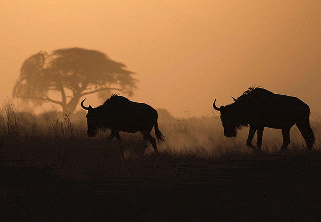 tortilis-camp-amboseli-is-a-boutique-safari-camp-set-in-the-kitirua-private-conservancy-within-amboseli-national-park Tortilis Camp Amboseli National Park | Prices | Facilities & Activities