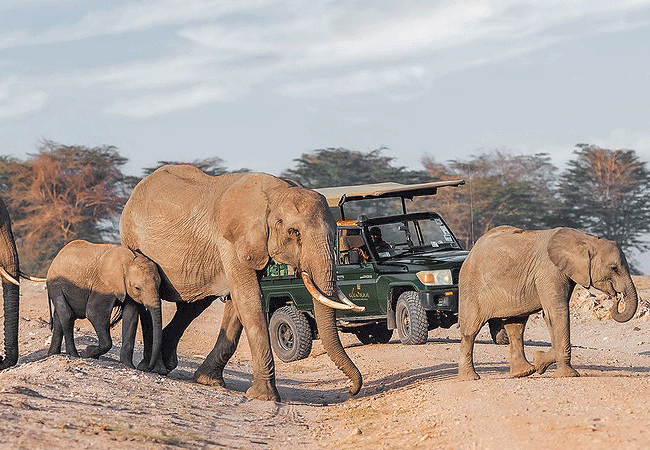 tortilis-camp-amboseli-national-park-is-the-best-place-to-see-huge-elephants Tortilis Camp Amboseli National Park | Prices | Facilities & Activities