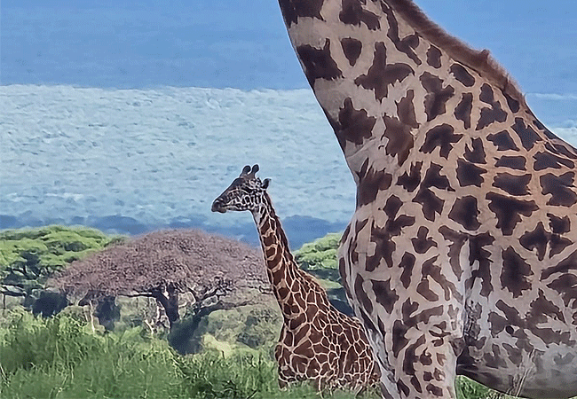 tortilis-camp-amboseli-national-park-masai-giraffe Tortilis Camp Amboseli National Park | Prices | Facilities & Activities