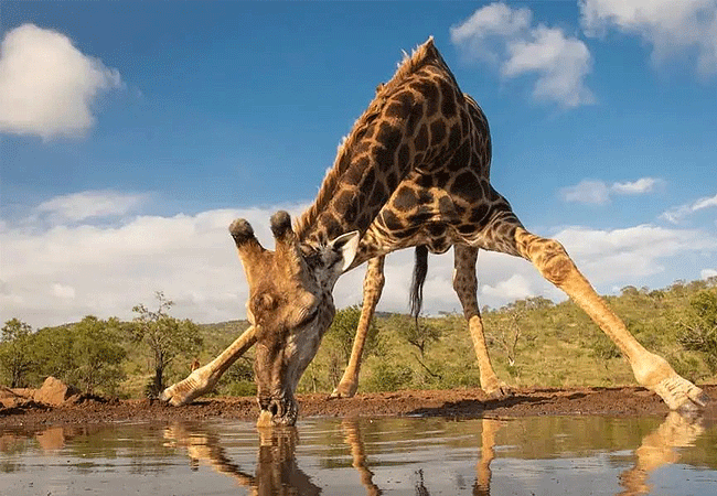 tortilis-camp-amboseli-occupies-a-prime-location-with-its-own-water-holes Tortilis Camp Amboseli National Park | Prices | Facilities & Activities
