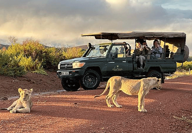 tortilis-camp-offers-morning-and-afternoon-game-drives Tortilis Camp Amboseli National Park | Prices | Facilities & Activities