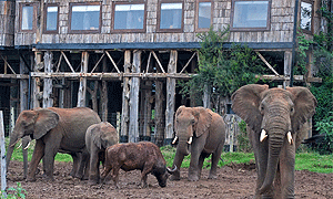 9 Days 8 Nights Kenya Safari – Tsavo West, Aberdare, Samburu, Lake Nakuru & Masai Mara (Driving) From Nairobi