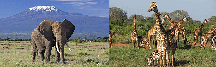 3 Days 2 Nights Tsavo West & Amboseli Safari