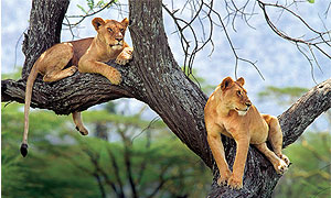 <strong>Uganda National Parks and Game Reserves</strong>