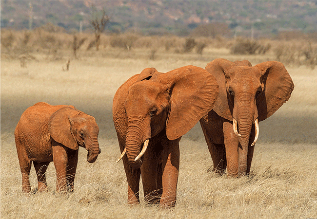 Voi Safari Lodge Tsavo East National Park