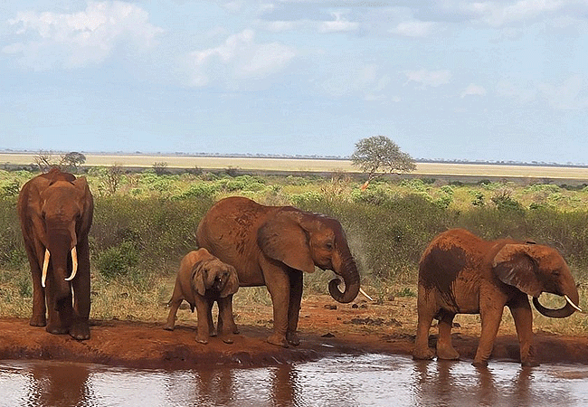 Voi Safari Lodge Tsavo East National Park