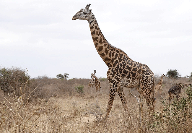 Voi Safari Lodge Tsavo East National Park
