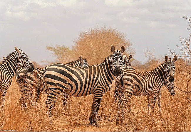 Voi Safari Lodge Tsavo East National Park