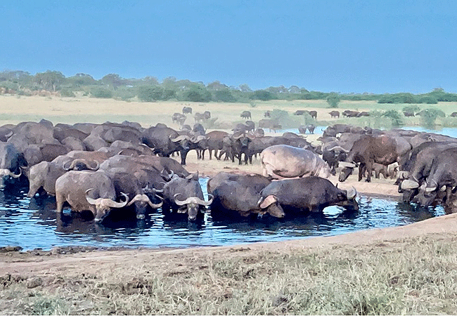 voi-wildlife-lodge -tsavo-east-national-park-buffalos-drinking-at-the-water-hole Voi Wildlife Lodge Tsavo East National Park Kenya