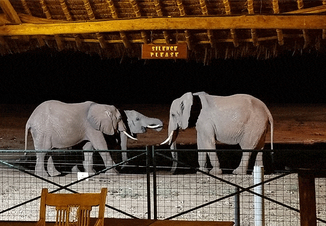 voi-wildlife-lodge -tsavo-east-national-park-elephants-at-the-water-hole-drinking-at-night Voi Wildlife Lodge Tsavo East National Park Kenya