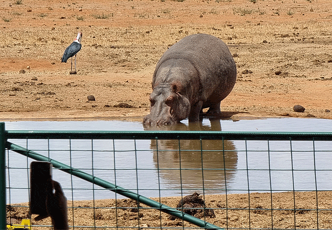voi-wildlife-lodge -tsavo-east-national-park-has-a-natural-waterhole-often-attracting-a-rich-variety-of-wildlife Voi Wildlife Lodge Tsavo East National Park Kenya