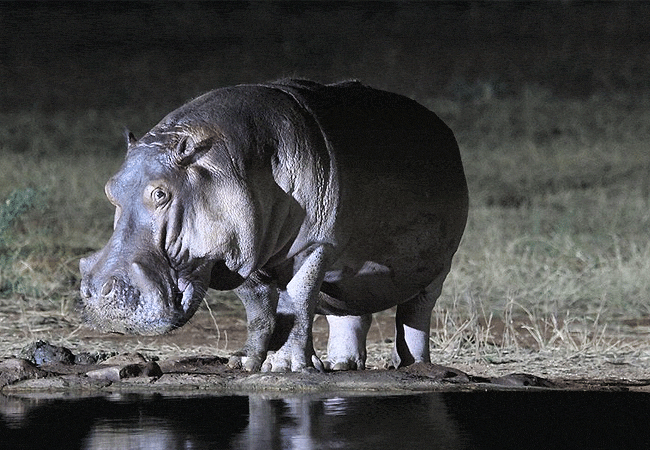 voi-wildlife-lodge -tsavo-east-national-park-hippo Voi Wildlife Lodge Tsavo East National Park Kenya