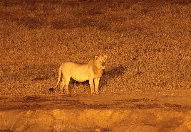 voi-wildlife-lodge -tsavo-east-national-park-lion-at-the-water-hole Voi Wildlife Lodge Tsavo East National Park Kenya