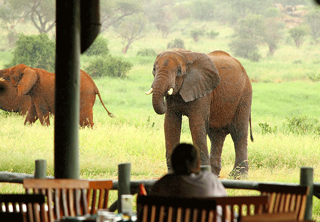 voi-wildlife-lodge -tsavo-east-national-park-restaurant-and-bar-look-out-onto-tsavo-and-two-watering-holes Voi Wildlife Lodge Tsavo East National Park Kenya