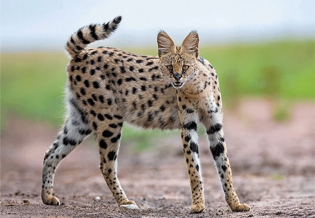 we4-kenya-guesthouses-amboseli-national-park-kenya-serval-cat WE4kenya Guesthouses Amboseli and-Campsite Accommodation
