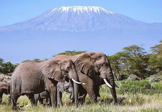 we4-kenya-guesthouses-amboseli-national-park-kimana-amboseli-elephants WE4kenya Guesthouses Amboseli and-Campsite Accommodation
