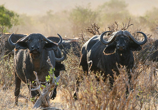 zomeni-lion-hill-lodge-tsavo-east-national-park-african-cape-buffalo Zomeni Lion Hill Lodge Tsavo East National Park